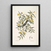 Jasminum luteum The yellow jasmine Muscicapa nigrescens The black-headed flycatcher - Mark Catesby — framed artwork on a wall
