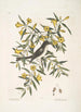 Jasminum luteum The yellow jasmine Muscicapa nigrescens The black-headed flycatcher - Mark Catesby — artwork view