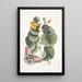 Ketmia Painting L'arbre Mano Phalna fusca c - Mark Catesby — framed artwork on a wall