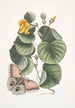 Ketmia Painting L'arbre Mano Phalna fusca c - Mark Catesby — artwork view