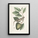 Lacertus Indicus L'iguano Anona - Mark Catesby — cuadro enmarcado en la pared