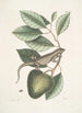 Lacertus Indicus L'iguano Anona - Mark Catesby — vista de la obra