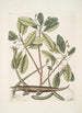 Lacertus L'alligator - Mark Catesby — artwork view