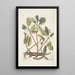 Lacertus L'alligator - Mark Catesby — framed artwork on a wall