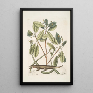 Mark Catesby - Lacertus The Alligator.webp