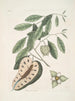 The blue-tailed lizard Anona c - Mark Catesby — artwork view