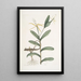Lacertus griseus The lizard lion Viscum - Mark Catesby — framed artwork on a wall
