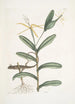 Lacertus griseus The lizard lion Viscum - Mark Catesby — artwork view