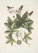Lacertus viridis Carolinensis The green lizard of Carolina Stirax Aceris folio The sycamore - Mark Catesby — artwork view