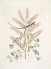 Lacertus veridis jamaicano El lagarto verde de Jamaica Lignum Campechianum Logwood - Mark Catesby — vista de la obra