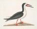 Larus major, el alcatraces grande - Mark Catesby — vista de la obra