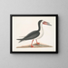 Larus major, el alcatraces grande - Mark Catesby — cuadro enmarcado en la pared