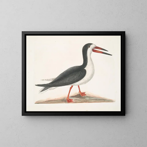 Larus major, el alcatraces grande - Mark Catesby — cuadro enmarcado en la pared