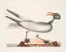 El gaviota risueña - Mark Catesby — vista de la obra