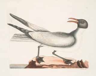Mark Catesby - Larus major The Laughing Gull.webp