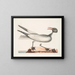 El gaviota risueña - Mark Catesby — cuadro enmarcado en la pared