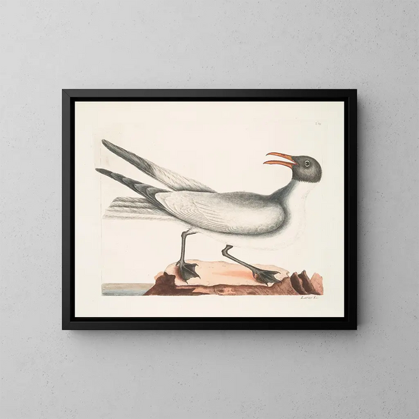 El gaviota risueña - Mark Catesby — cuadro enmarcado en la pared