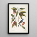 Magnolia Lauri folio Subtus albicante The sweet bay with flowers Coccothraustes coeruleus The blue gros-bec - Mark Catesby — framed artwork on a wall