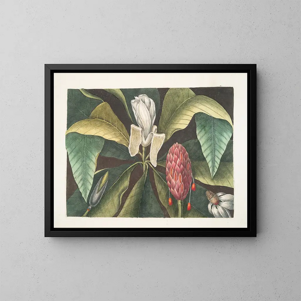 Magnolia, el árbol con paraguas - Mark Catesby — cuadro enmarcado en la pared