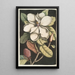 Magnolia altissima Laurel de Carolina - Mark Catesby — vista de la obra