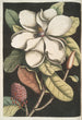 Magnolia altissima Laurel de Carolina - Mark Catesby — cuadro enmarcado en la pared
