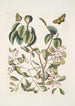 Mancanilla Pyri facie Le mancenillier Viscum foliis latioribus Papilio medius c - Mark Catesby — vista de la obra