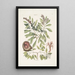 Manghala c Frutex c Cancellus terrestris Bahamensis The hermit crab - Mark Catesby — framed artwork on a wall
