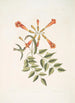 Mellivora c El colibrí Bignonia c La flor trompeta - Mark Catesby — vista de la obra