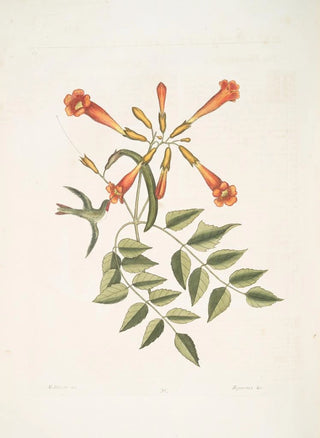 Mark Catesby - Mellivora c The Hummingbird Bignonia c The TrumpetFlower.webp
