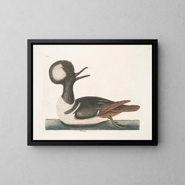 Mergule - Mark Catesby — cuadro enmarcado en la pared