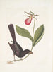 Monedula Tota nigra El Carouge con pico rasurado de Jamaica Calceolus c - Mark Catesby — vista de la obra