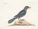 El cuervo violeta - Mark Catesby — vista de la obra