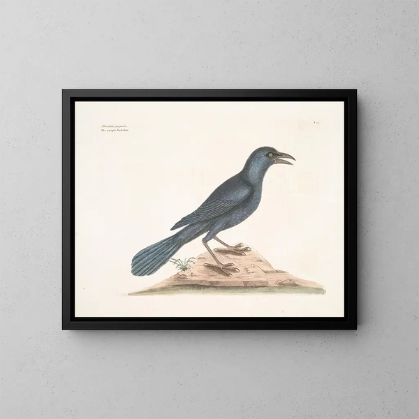 El cuervo violeta - Mark Catesby — cuadro enmarcado en la pared