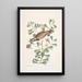 Morinellus marinus The turnstone or sea plover Frutex c - Mark Catesby — framed artwork on a wall