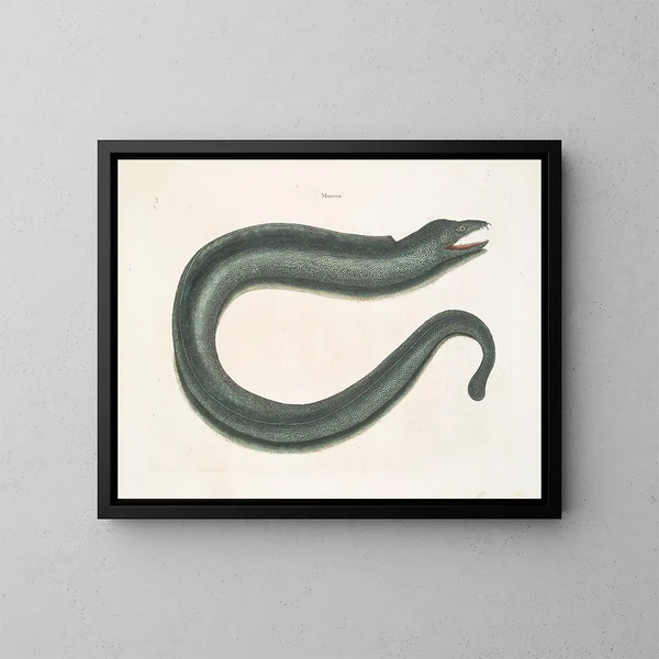 Murna maculata Le Muray - Mark Catesby — cuadro enmarcado en la pared