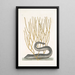 Murna maculata nigra The black moray Lithophyton c - Mark Catesby — framed artwork on a wall