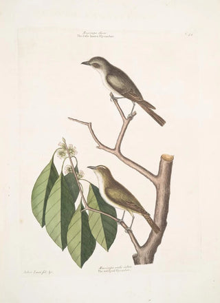 Mark Catesby - Muscicapa fusca the little brown Flycatcher Muscicapa oculis rubris The red Eyed Flycatcher Arbor Lauri fol c.webp
