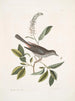 Muscicapa vertice nigro L'oiseau-chat Alni folia Americana serrata - Mark Catesby — artwork view