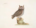 La petite hulotte - Mark Catesby — artwork view