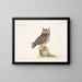 La petite hulotte - Mark Catesby — framed artwork on a wall