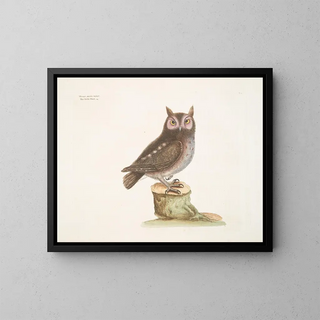 Mark Catesby - Noctua aurita minor The little Owl.webp