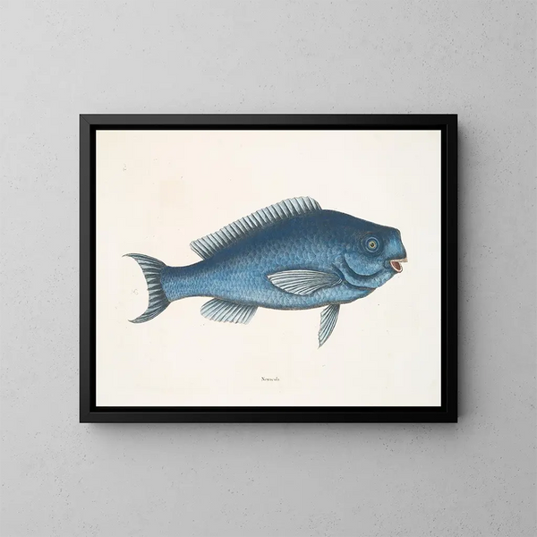 La Poisson bleu - Mark Catesby — cuadro enmarcado en la pared