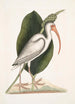 Numenius albus El zarapito blanco - Mark Catesby — vista de la obra