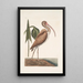 Numenius fuscus El courlis brun - Mark Catesby — cuadro enmarcado en la pared