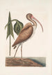 Numenius fuscus El courlis brun - Mark Catesby — vista de la obra
