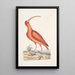 Numenius ruber El zarapito rojo - Mark Catesby — cuadro enmarcado en la pared