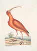 Numenius ruber El zarapito rojo - Mark Catesby — vista de la obra