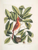 Nux juglans Virginiana alba c The caryer The walnut Coccothraustes ruber The red bird - Mark Catesby — artwork view