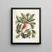 Nux juglans Virginiana alba c The caryer The walnut Coccothraustes ruber The red bird - Mark Catesby — framed artwork on a wall