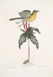 Oenanthe Americana Yellow-breasted Warbler Solanum c - Mark Catesby — artwork view